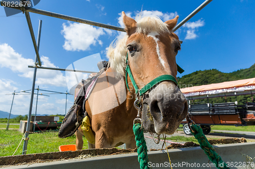 Image of Horse in the farm