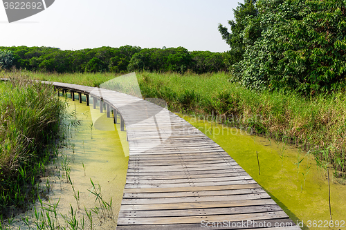 Image of Walkway in forest