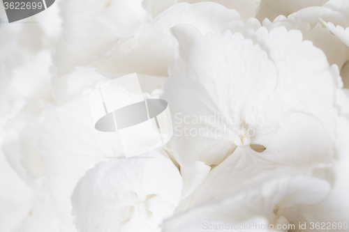 Image of White hydrangea