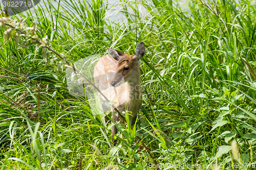 Image of Deer in forest