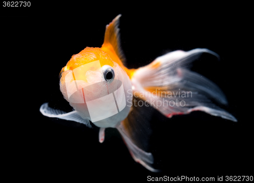 Image of Goldfish isolated on black background