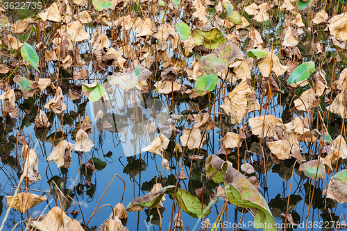 Image of Dead lotus in autumn