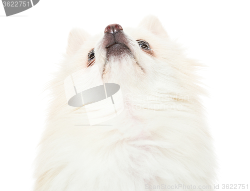 Image of Pomeranian dog looking upwards