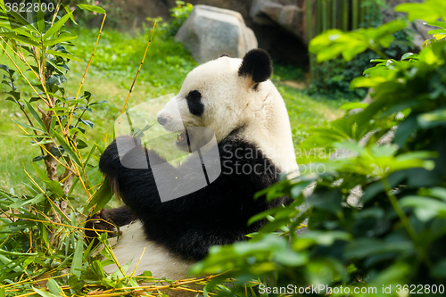 Image of Panda eating bamboo