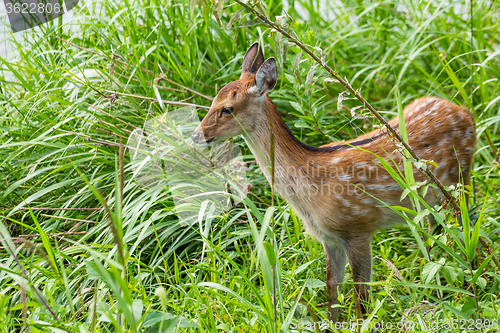 Image of Roe deer in the meadow
