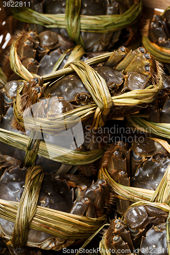 Image of Hairy crabs