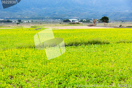 Image of Field