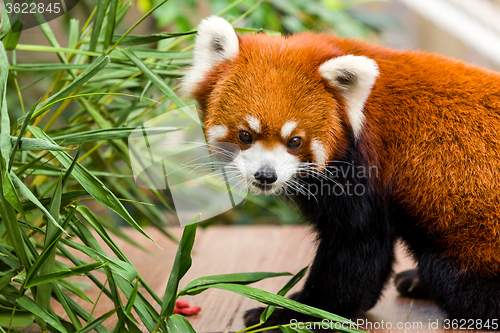 Image of Red panda