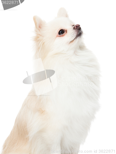 Image of Pomeranian dog look up