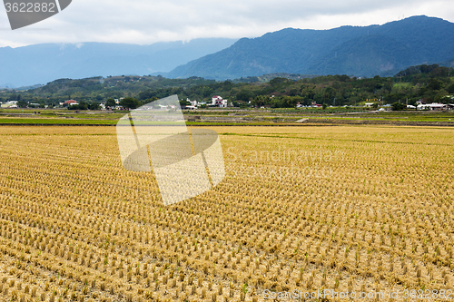 Image of Harvested golden rice field in winter