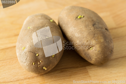 Image of Potato with sprout