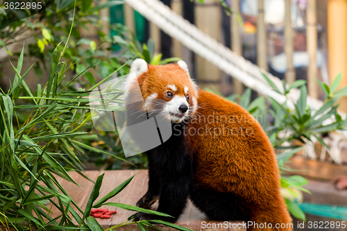 Image of Red Panda