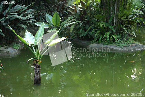 Image of Tropical landscape