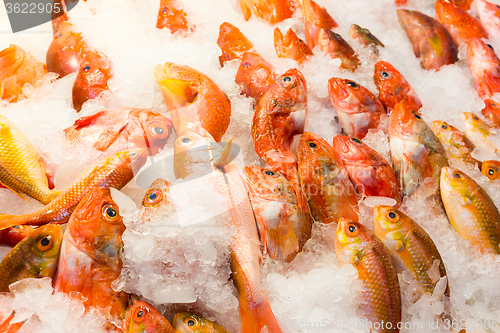 Image of Red snapper fish in wet market