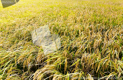 Image of Paddy field