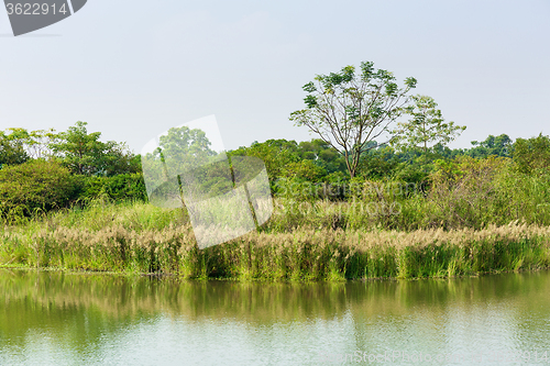 Image of Wetland