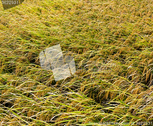 Image of Paddy rice field