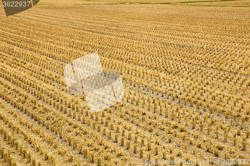 Image of Wilt paddy rice field