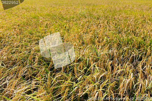 Image of Paddy Rice field