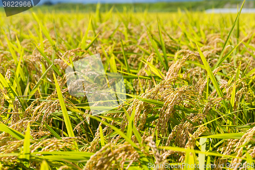 Image of Rice field