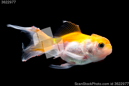 Image of Goldfish on black background