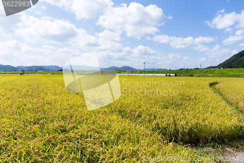 Image of Golden rice field in Thailand