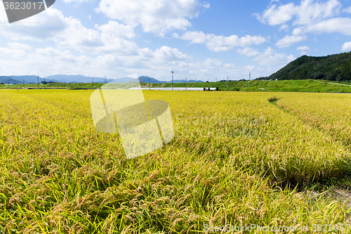 Image of Paddy rice field in blue sky