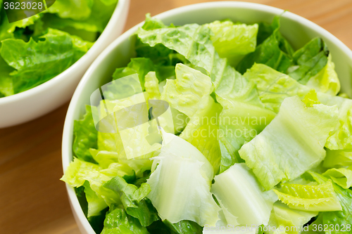 Image of Fresh vibrant green lettuce