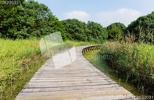 Image of Wooden footpath in wetland