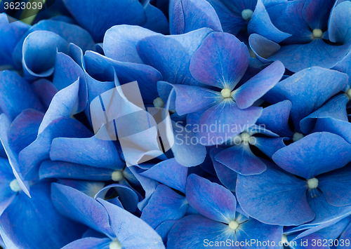 Image of Purple Hydrangea flower