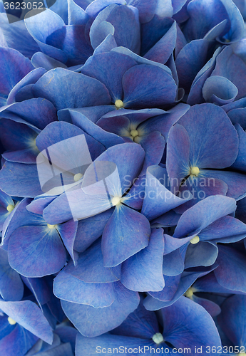 Image of Blue hydrangea texture