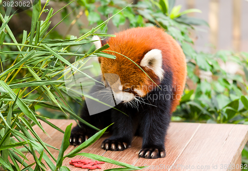 Image of Red Panda