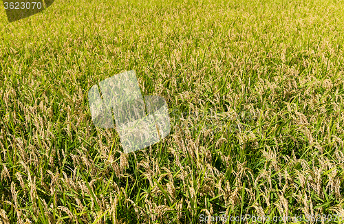 Image of Rice field