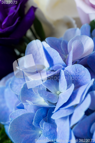 Image of Hydrangea flower 