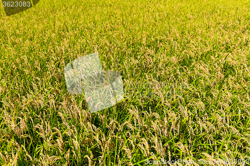 Image of Fall harvest