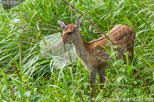 Image of Sika Deer in grassland