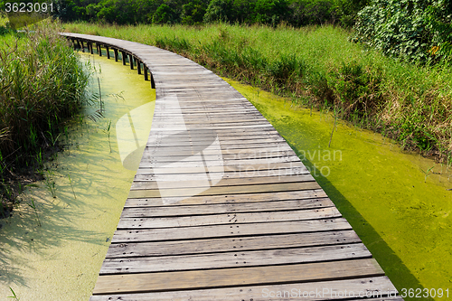 Image of Boardwalk in forest