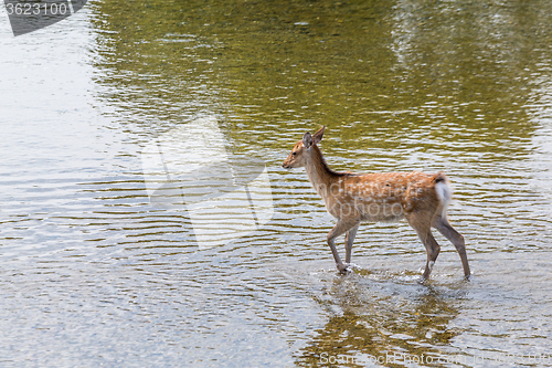 Image of Deer walking in the river