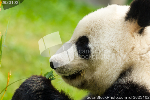 Image of Panda eating bamboo close up