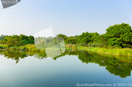 Image of Wetland