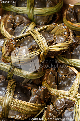 Image of Group of Uncooked hairy crabs