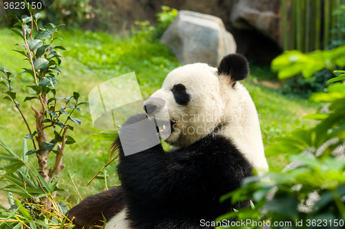 Image of Panda having meal