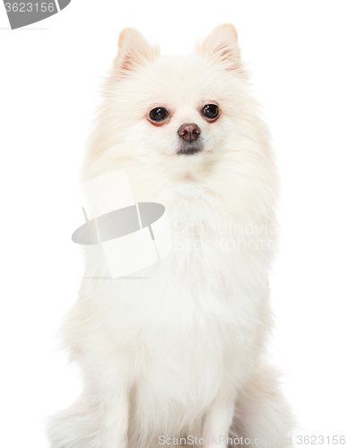 Image of Pomeranian dog 