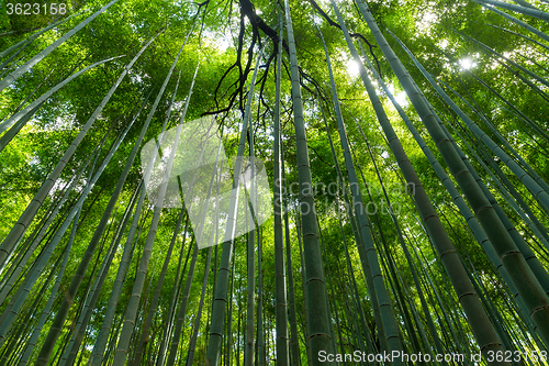 Image of Bamboo grove, bamboo forest at Arashiyama, Kyoto, Japan