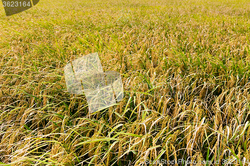 Image of Rice plant