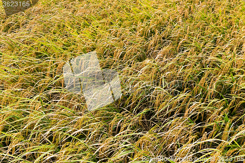 Image of Paddy rice farm