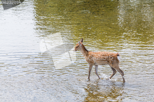 Image of Deer walking though the lake