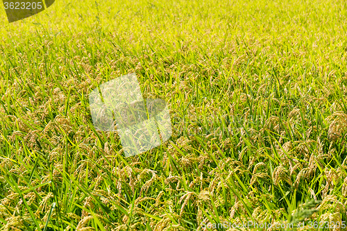 Image of Rice field