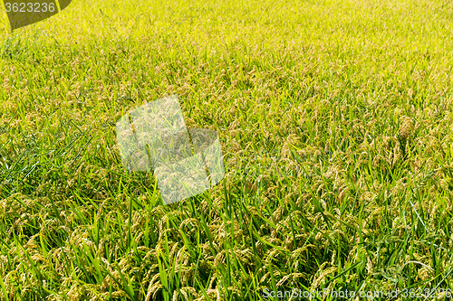 Image of Autumn rice field