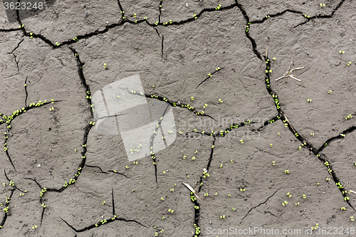 Image of Plant sprouting in the desert